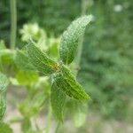 Stachys annua Folio