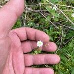 Cladanthus mixtus Flower