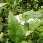 Emilia coccinea Leaf