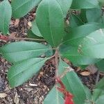 Photinia glabra Blad