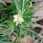 Lomandra obliqua Flor