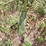 Lactuca indica Blatt