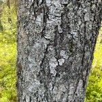 Betula pubescens 树皮