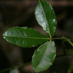 Zanthoxylum asiaticum Hostoa