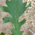 Quercus macrocarpa Blad