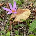 Colchicum alpinum Flower