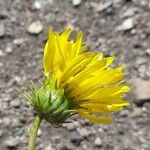 Grindelia chiloensis Flower