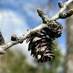 Larix decidua Frugt