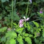 Cardamine chelidonia 花