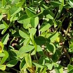 Trifolium pallescens Blad