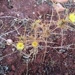 Carlina racemosa Habitat