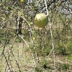 Strychnos madagascariensis Fruit
