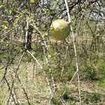 Strychnos madagascariensis Fruchs