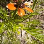 Adonis aestivalis Leaf