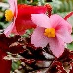 Begonia aconitifolia花