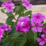 Catharanthus roseusКвітка