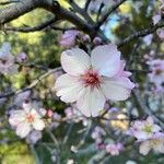 Prunus amygdalus Квітка