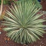 Agave vivipara Habit