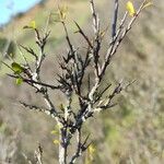 Flueggea tinctoria Bark