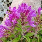 Scutellaria pontica Flower