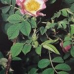 Rosa corymbifera Flor