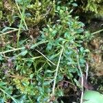 Erinus alpinus Hoja