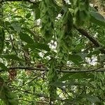 Carpinus cordata Otro