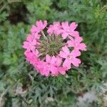 Verbena tenera Blomst