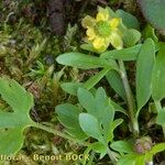 Ranunculus pygmaeus Övriga
