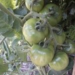 Solanum lycopersicum Φρούτο