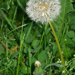 Taraxacum rubicundum Mbuma