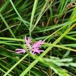 Lychnis flos-cuculiKvet