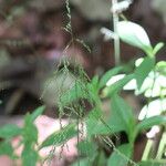 Centotheca lappacea Flor