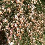 Chamaecytisus purpureus Flower