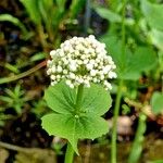 Valeriana alliariifolia Flor