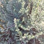 Artemisia herba-albaLeaf