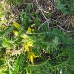 Astragalus exscapus Frunză