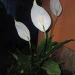 Spathiphyllum wallisii Flor