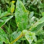 Salix lapponum পাতা