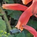 Aloe amudatensis 花