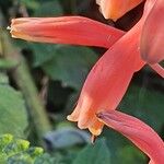 Aloe amudatensis Flower