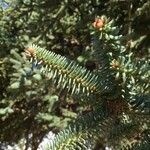 Abies numidica ഇല