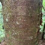 Agathis australis Bark