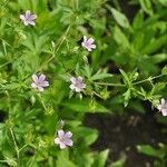 Geranium bicknellii Pokrój