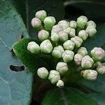 Viburnum rugosum 花