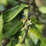 Funtumia africana Floro