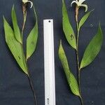 Sobralia leucoxantha 其他