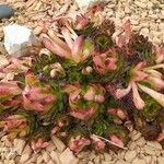 Aeonium lancerottense Kvet