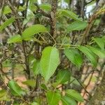 Pyrus cordata Folha