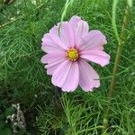 Cosmos bipinnatusFiore